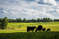 Black Angus graze, beef cattle. Original public domain image from Flickr