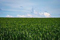 Aesthetic cornfield scenic. Original public domain image from Flickr