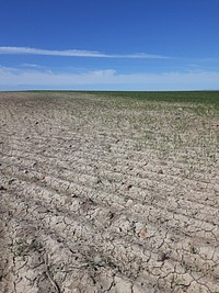 Dry land with grass. Original public domain image from Flickr