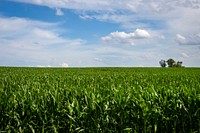 Aesthetic cornfield scenic. Original public domain image from Flickr