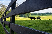 Black Angus graze, farm land. Original public domain image from Flickr