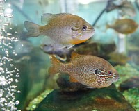 Redbreast sunfish (Lepomis auritus); Longear sunfish (Lepomis megalotis). Original public domain image from Flickr