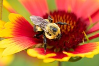 Bumblebee on an Indian Blanket (Gaillardia pulchella) flower in a wildflower pollinator meadow. Original public domain image from Flickr