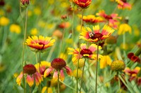 Bumblebee on an Indian Blanket (Gaillardia pulchella) flower in a wildflower pollinator meadow. Original public domain image from Flickr