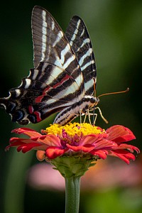 Swallowtail butterfly, pollinating flower. Original public domain image from Flickr