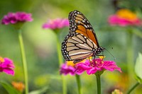 Monarch butterfly visits the Zinnias. Original public domain image from Flickr