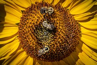 Bees pollinate sunflowers. Original public domain image from Flickr