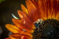 Bees pollinate the sunflowers. Original public domain image from Flickr