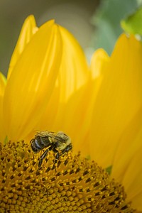 Bees pollinate the sunflowers. Original public domain image from Flickr