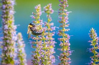 Bee visits Lavender Hyssop. Original public domain image from Flickr