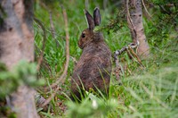 Snowshoe hare, wild rabbit. Original public domain image from Flickr