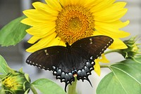 Eastern tiger swallowtail dark morph. Original public domain image from Flickr