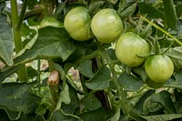 Green tomato, unripe vegetable. Original public domain image from Flickr
