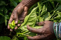 Checking crops, farmer hands, unripe peppers. Original public domain image from Flickr