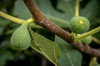 Fig tree branch. Original public domain image from Flickr