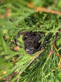 Chipping sparrow nestlings. Original public domain image from Flickr