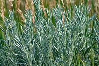 Rangeland plants. Original public domain image from Flickr