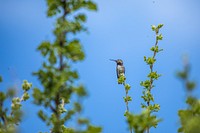 Calliope Hummingbird — Selasphorus calliope. Original public domain image from Flickr