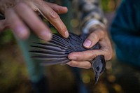 Gray Catbird — Dumetella carolinensis. Original public domain image from Flickr