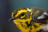 Townsend's Warbler bird, wildlife. Original public domain image from Flickr