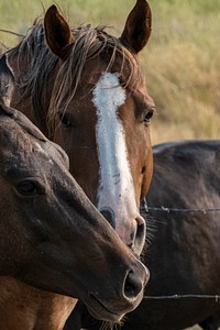 Couple horse, farm, livestock. Original public domain image from Flickr