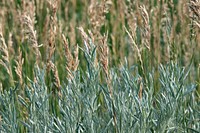 Rangeland plants. Original public domain image from Flickr