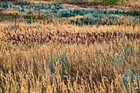 Rangeland plants. Original public domain image from Flickr