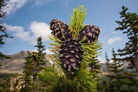 White bark Pine Cones. 