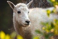 Mountain goat, animal portrait. Original public domain image from Flickr