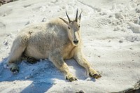 Mountain Goat — Oreamnos americanus. Original public domain image from Flickr