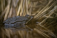 Columbia Spotted Frog — Rana luteiventris. Original public domain image from Flickr