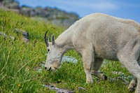 Mountain goat eating grass. Original public domain image from Flickr