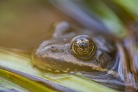 Columbia Spotted Frog — Rana luteiventris. Original public domain image from Flickr