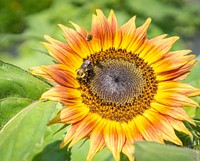 Bee on sunflower, flower pollination. Original public domain image from Flickr