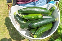 Harvested zucchini, fresh vegetable. Original public domain image from Flickr