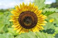 Sunflower, floral background. Original public domain image from Flickr