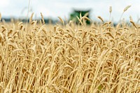 Wheat harvesting season. Original public domain image from Flickr