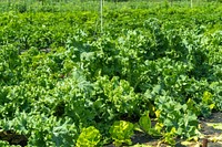 A variety of greens grow at Perkins' Good Earth Farm. Original public domain image from Flickr