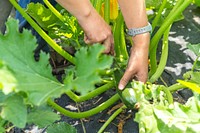 Handpicked zucchini, fresh vegetable. Original public domain image from Flickr