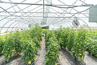 Tomato plants, greenhouse farming. Original public domain image from Flickr