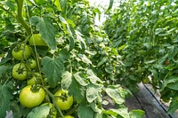 Green tomatoes plant, farming. Original public domain image from Flickr
