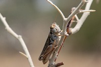 Melanoplus sanguinipes, a migratory grasshopper, are eating the Russian olive trees of a shelterbelt beside a farm field, in Malta, MT. Original public domain image from Flickr