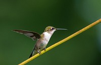Ruby-throated hummingbird. Original public domain image from Flickr