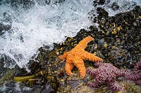 Sea stars on shore.