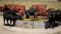 Cattle drinking water.