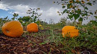 Pumpkin patch