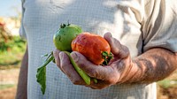 Fresh harvested tomato. 