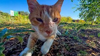 Ginger cat funny face close up.