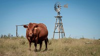 Brown cow & windmill.