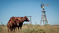 Clayton Gardner raises cattle on 777 Ranch in Torrance County, NM.Gardner, who works his family ranch, purchased his own ranch two years ago with wife.(USDA/FPAC photos by Preston Keres)